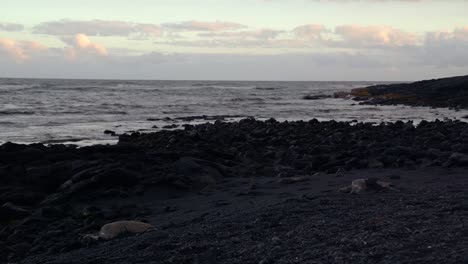 turtles resting on a black sand beach at sunset with waves lapping against the sand