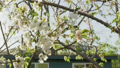 Sunburst-Enthüllt-Schuss-Von-Einem-Schönen-Baum-Mit-Weißen-Blumen-Auf-Den-Ästen