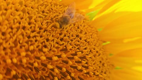 macro shot of a bee gathering pollen on a large sunflower under direct sunlight, surrounded by tiny yellow florets
