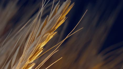tiro macro estático de trigo al amanecer.