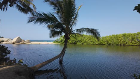 Toma-Panorámica-Lenta-De-Palmeras-Inclinándose-Hacia-El-Mar-En-El-Parque-Nacional-Tayrona