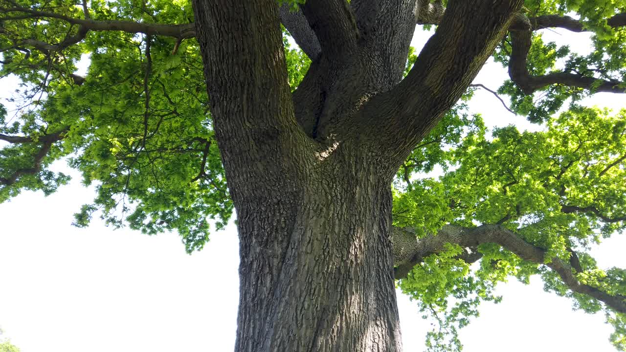 여름에 큰 나무를 올려다