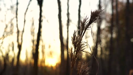 Coastal-wild-grass,-also-known-as-bushy-bluestem-or-andropogon-glomeratus,-sways-in-the-wind-in-a-quiet-wildlife-preserve-in-the-Lowcountry-of-South-Carolina