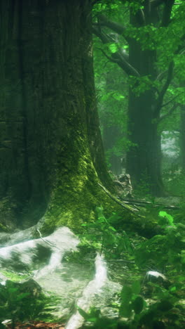 mysterious deep forest with mossy trees