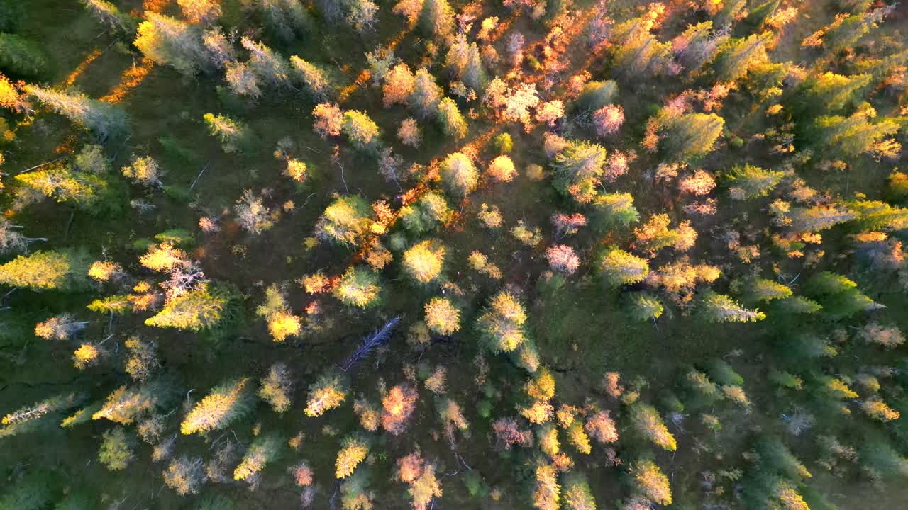 회전하는 카메라 무빙으로 초록색과 노란색 나무 꼭대기에서 멀리 날아가 가을 시즌의 광활한 숲을 보여줘요