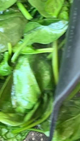 cooking fresh spinach