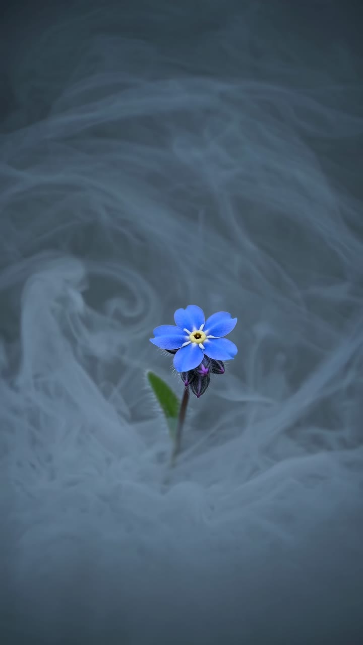 En närbild, fågelperspektiv av en enda blå blomma mot en dimmig bakgrund som skapar en fridfull känsla