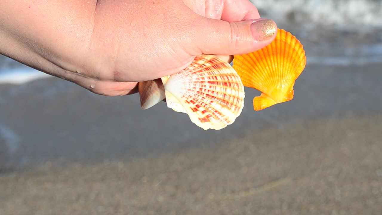 Sea cockleshell in a hand. Beach. Shooting on the beach