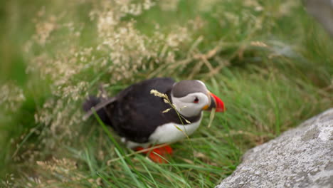 a puffin works on building its nest on a windy cliff in norway, close up, slow motion