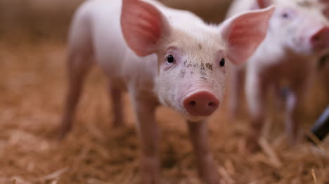 pigs on livestock farm pigs farm livestock farm modern agricultural pigs farm 11