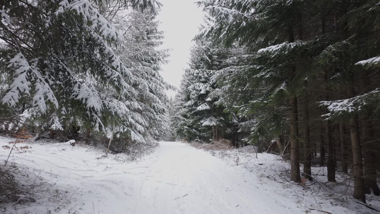 Forest in winter. Passage through snowy white landscape in Czech nature
