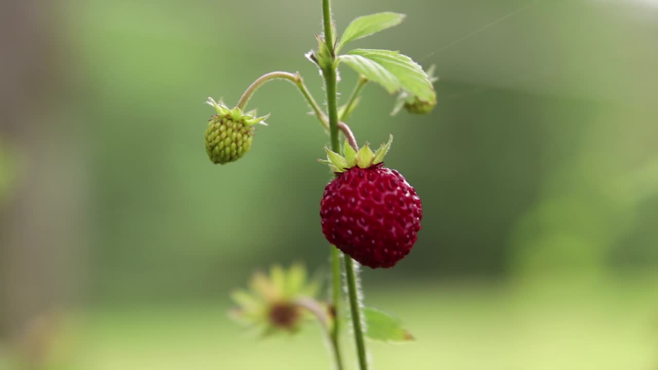 Close up of an isolated wild strawberry moving in the wind against a green background with shallow depth of field
