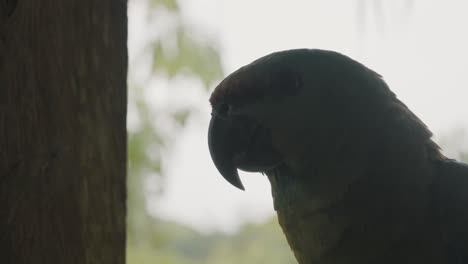 closeup portrait of festive parrot with bokeh nature background