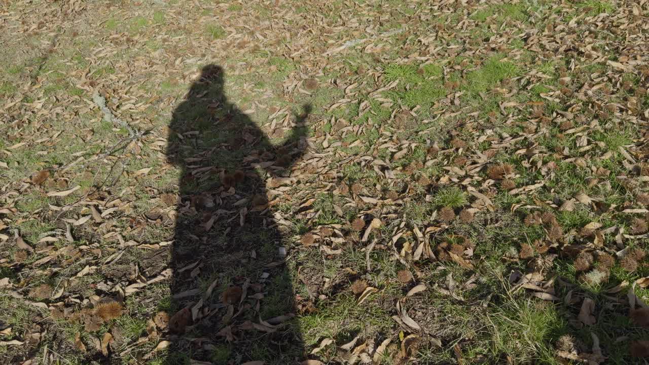 Skugga av ett mänskligt projekt på marken med torkade löv och grönt gräs