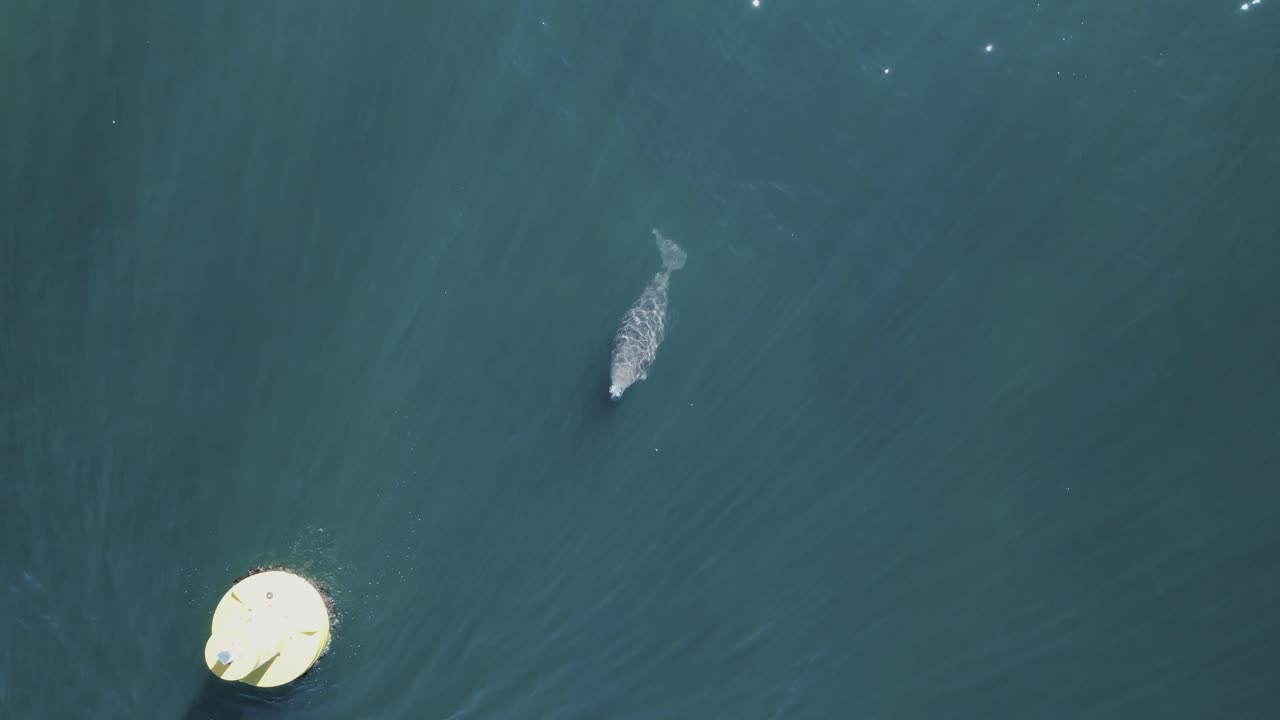 A Dugong surfaces to take a breath in a boating channel close to a navigational marker