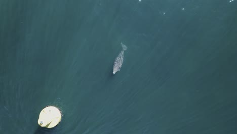 a dugong surfaces to take a breath in a boating channel close to a navigational marker