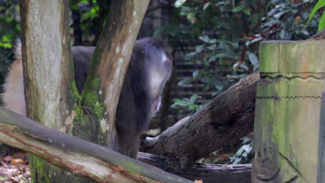 Männlicher-Mandrill-Im-Regen