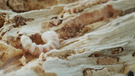 larva de escarabajo molinero en un árbol podrido.