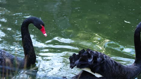 two black swans gracefully swimming in a pond