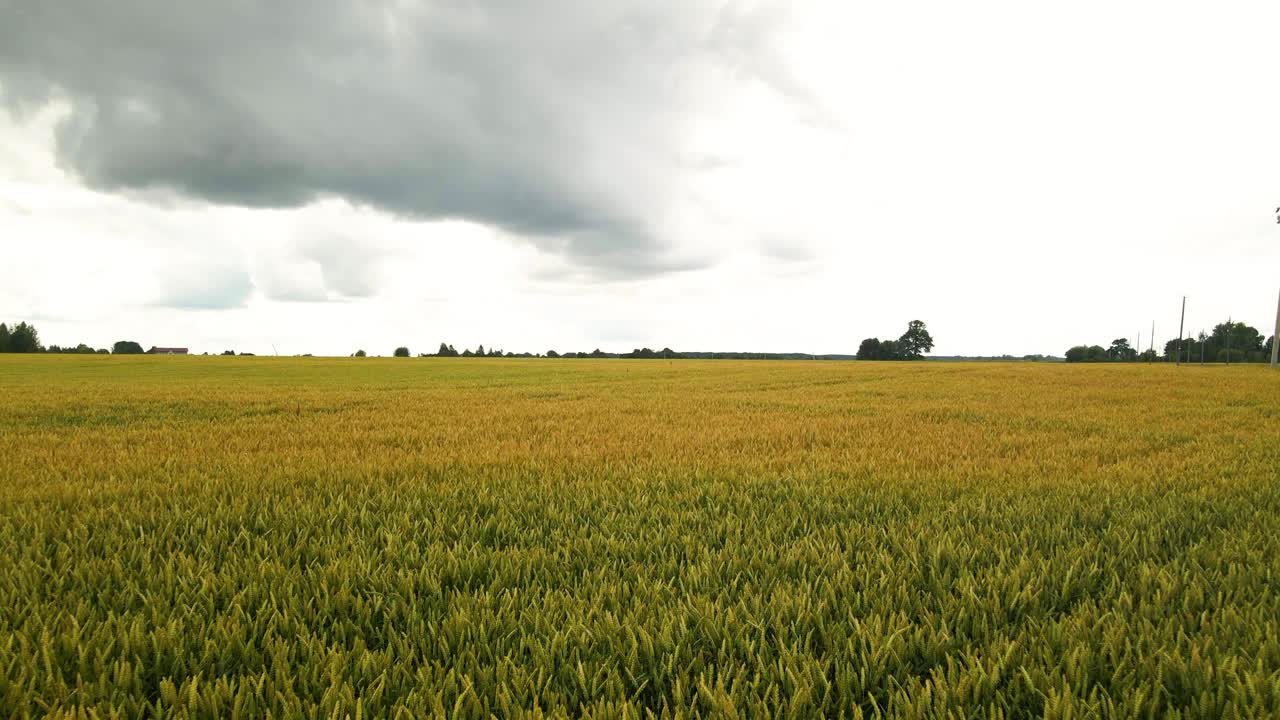 tomada de avión no tripulado de tierras de cultivo verdes de trigo común con vías de tractor en la noche nublada de verano