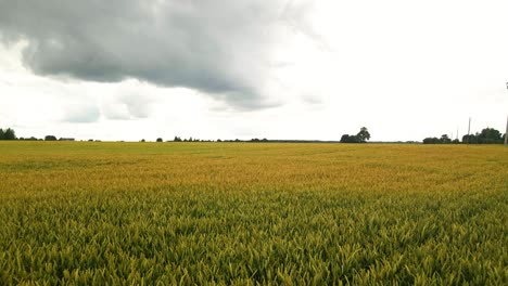 drone shot of green farmland of common wheat with tractor tracks in the cloudy summer evening