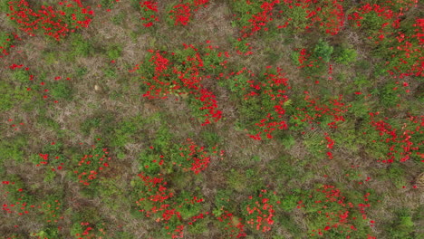 vista aérea ascendente de un conejito marrón saltando en un campo de caca con flores silvestres