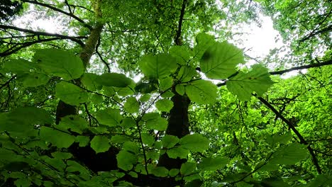 green leaves and trees in a serene forest