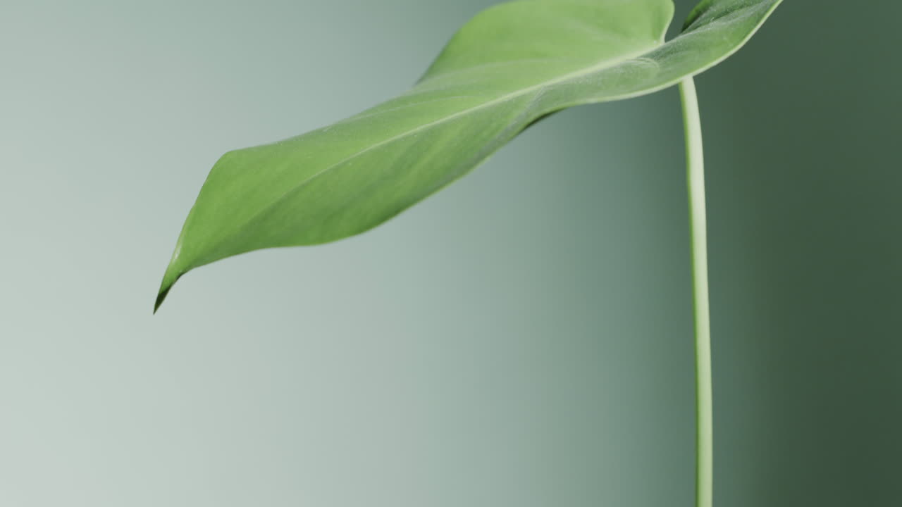 천천히 움직이는 복사 공간과 함께 녹색 배경에 녹색 잎의 클로즈업