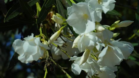 White Nerium oleander flowers swaying in the wind