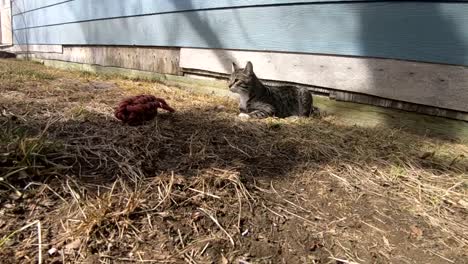 slow motion - tabby cat siting in the backyard in front of a dog toy on a sunny day