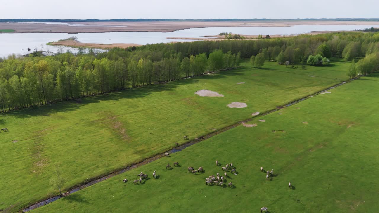 caballos salvajes y vacas auroxen corriendo en el campo del parque nacional de pope, letonia
