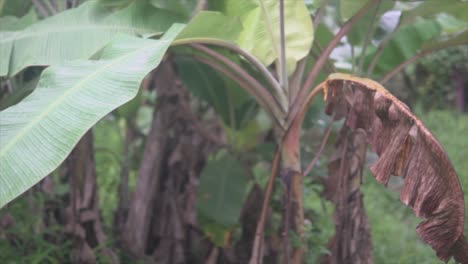 Pan-of-an-Banana-Tree-showing-a-Pink-Walled-House-and-a-Red-Bucket