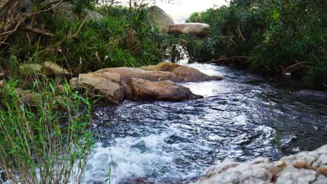 rushing stream, torrent of shiny water in lush tropical wilderness