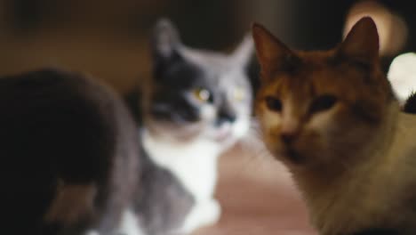 cats chilling on farm, looking into camera