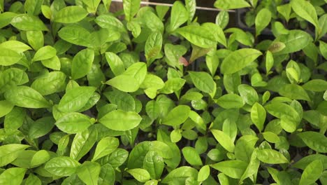 vista de la cima giratoria de las plantas de yerba mate