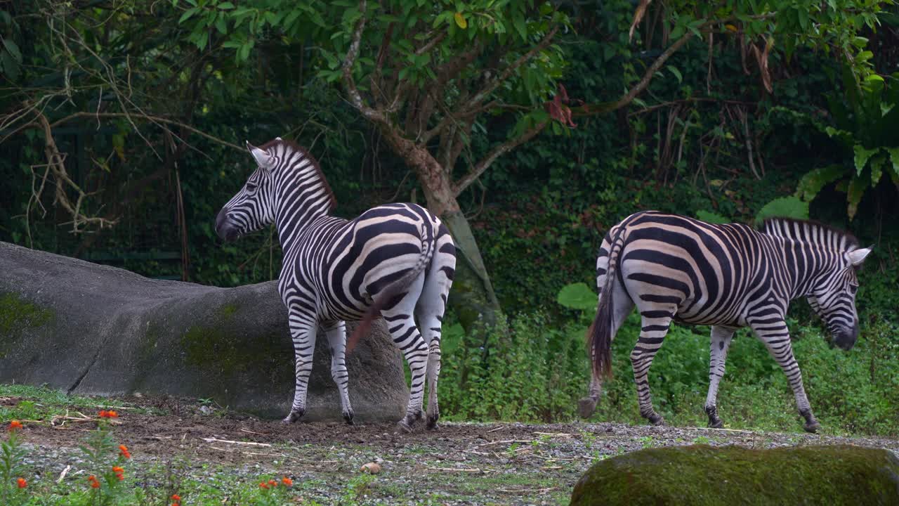 Two zebras standing side by side, swinging their tails and one walk away, close up shot.