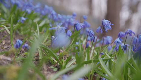 primer plano de flores azules de hepatica ondeando en el viento