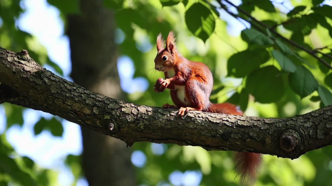 Red Squirrel Eating a Hazelnut on a Branch