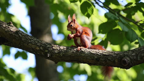 red squirrel eating a hazelnut on a branch