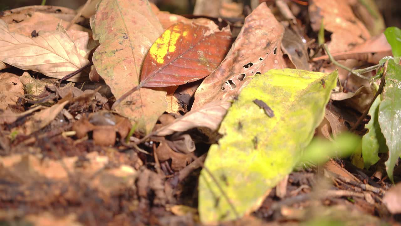 A relentless swarm of army ants hunts for prey, covering the forest floor in Peru’s Amazon jungle.