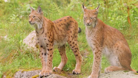 El-Lince-Euroasiático-(lynx-Lynx)-En-El-Bosque.