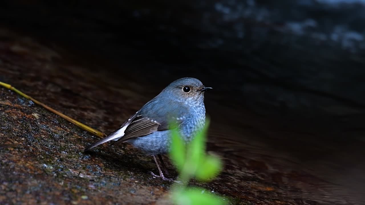 esta hembra de colirrojo plomizo no es tan colorida como el macho pero seguro que es tan esponjosa como una bola de un lindo pájaro