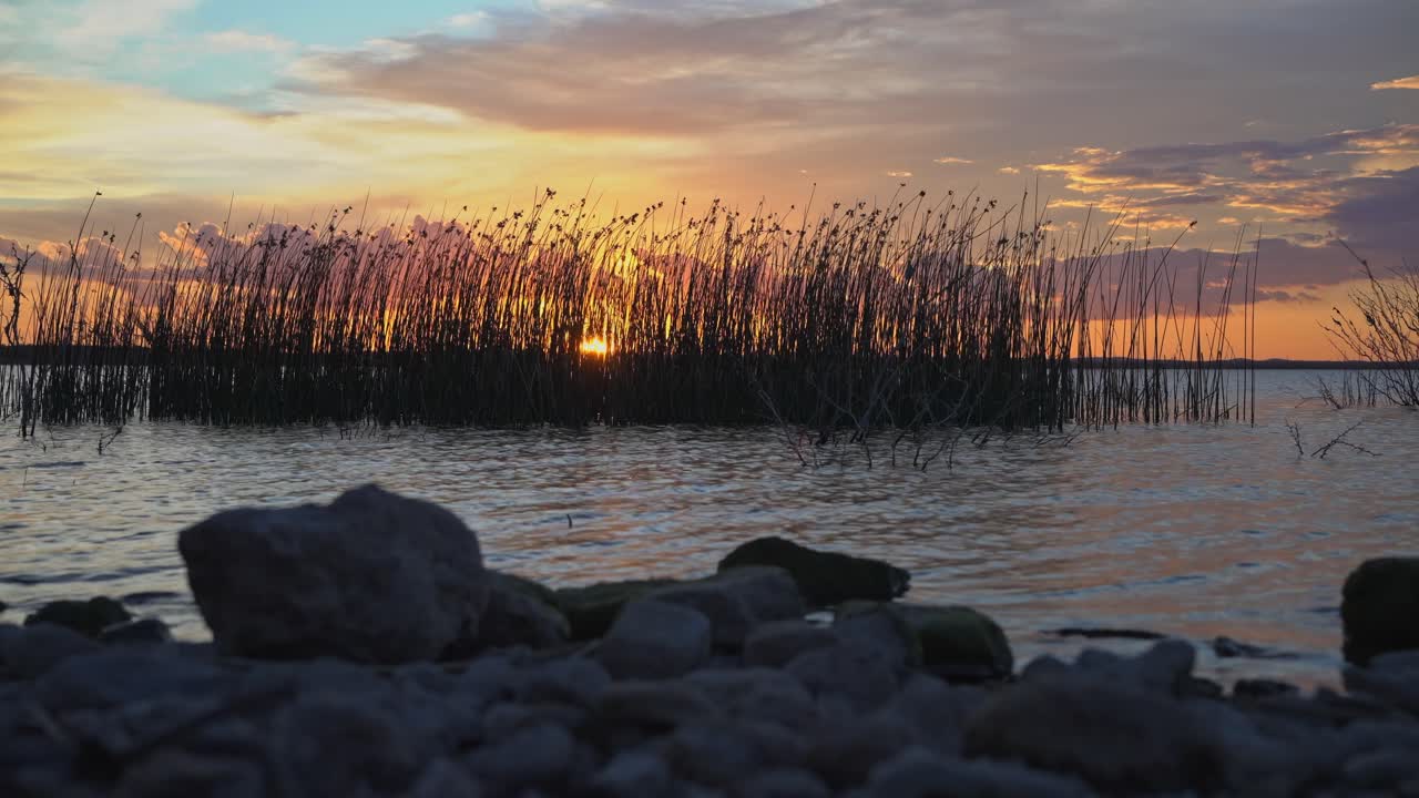 Il tramonto dietro un ciuffo di erbacce.