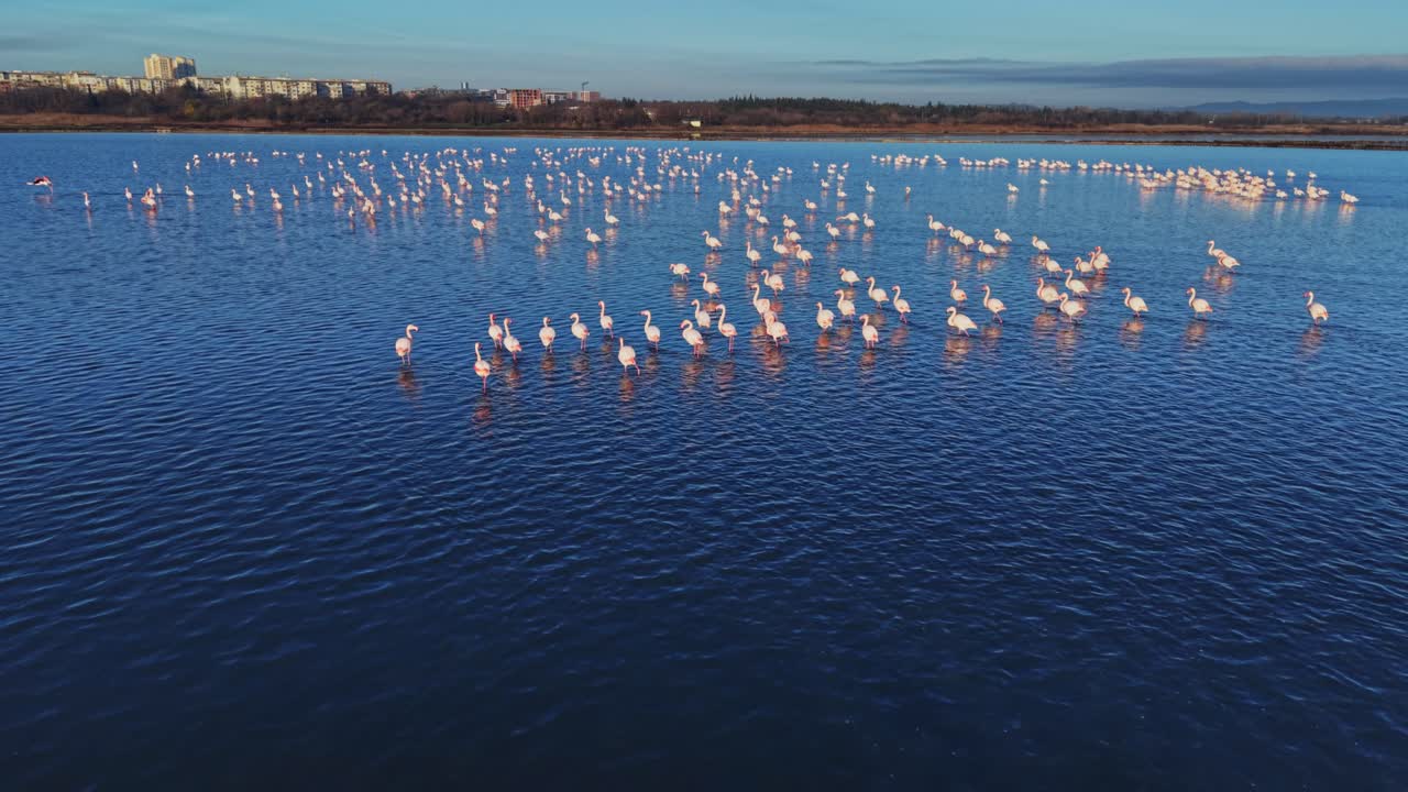 Flamingos gather in a wetland area during sunset near the city