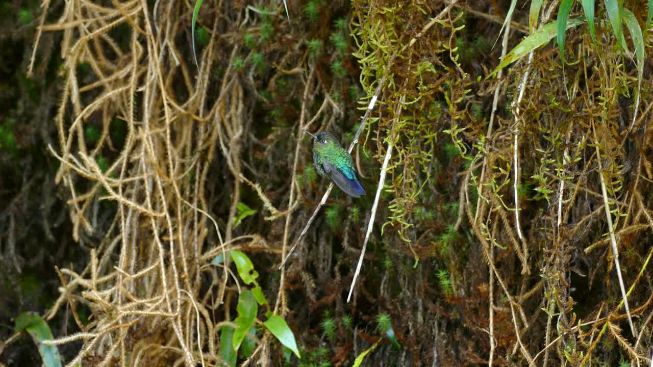 pájaro exótico sentado en una rama en una selva tropical