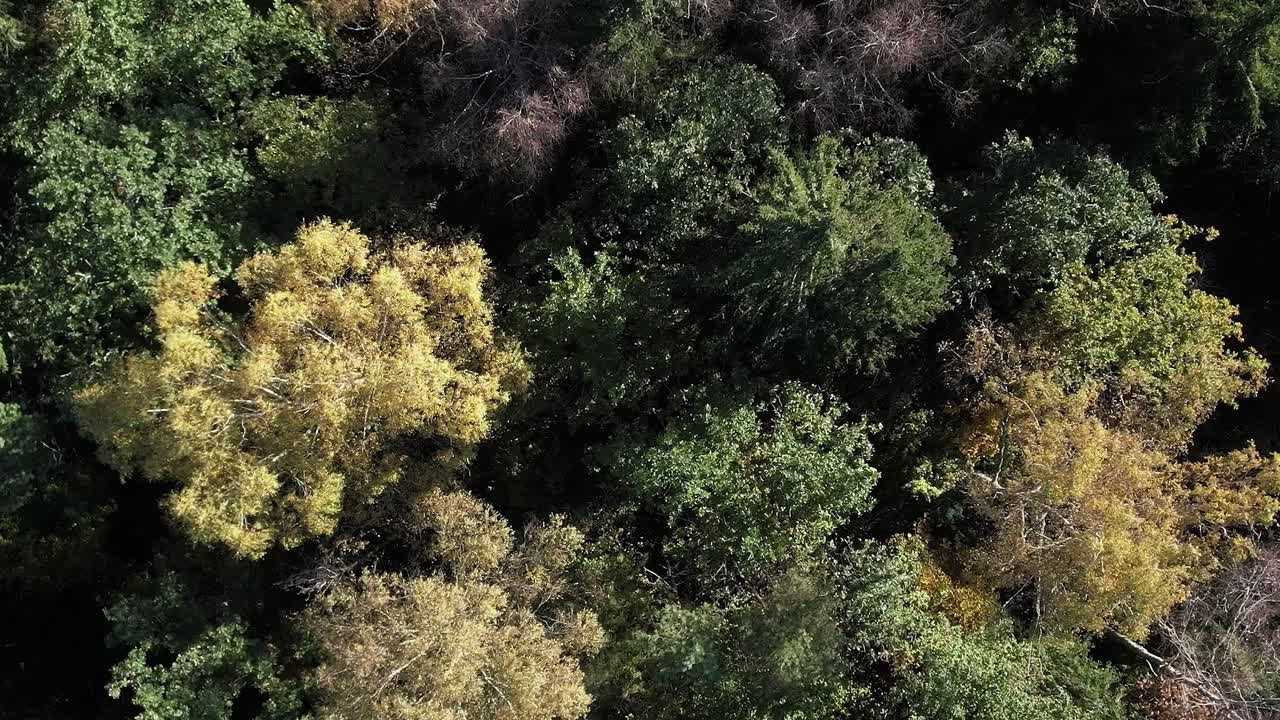 Les arbres d’automne à Sigulda, en Lettonie, offrent des couleurs vives vues d’en haut