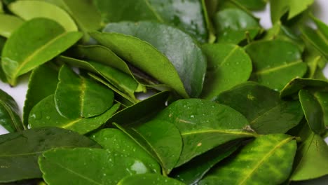 kaffir lime green leaves used in asian dishes cuisine citrus base flavour