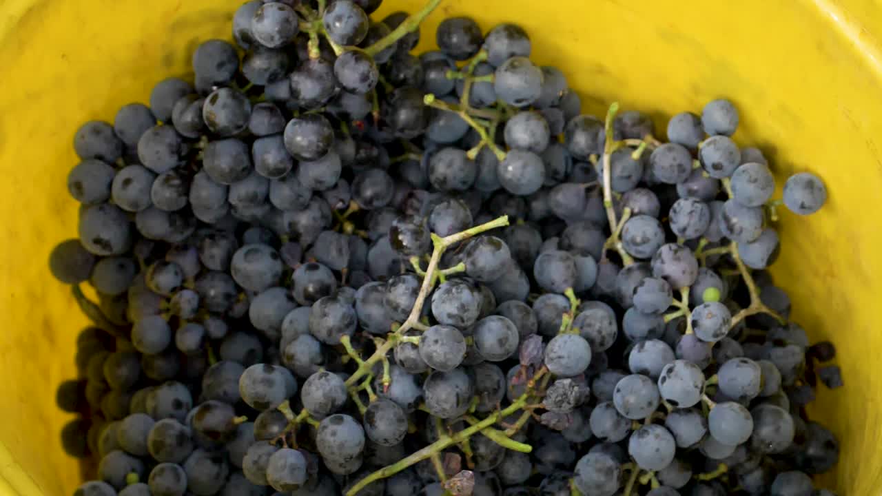 양동이에 떨어지는 신선한 오델로 포도 - 180fps 느린 동작