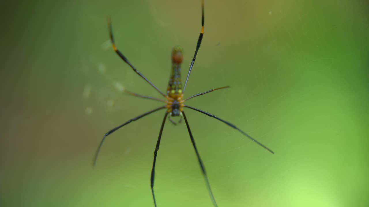 거미는 먹이를 기다리며 그 웹에 앉아 있습니다.