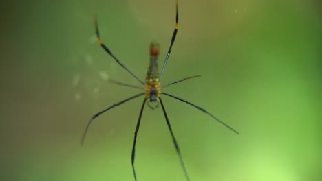 la araña se sienta en su telaraña esperando a la presa